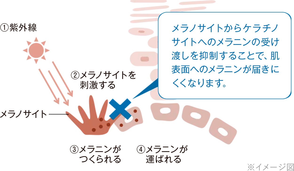 美白イメージ図