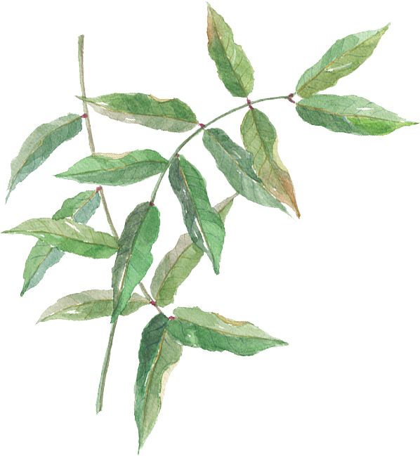 黄杞葉（こうきよう）