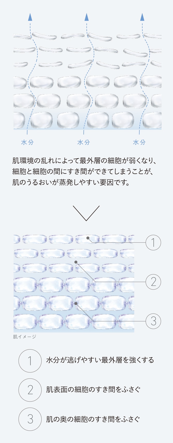 肌環境の乱れによって最外層の細胞が弱くなり、細胞と細胞の間にすき間ができてしまうことが、肌のうるおいが蒸発しやすい要因です。 ①水分が逃げやすい最外層を強くする ②肌表面の細胞のすき間をふさぐ ③肌の奥の細胞のすき間をふさぐ