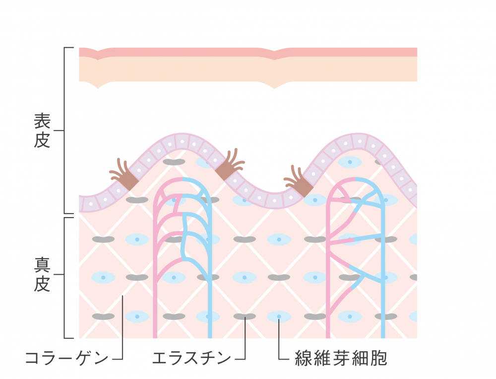 シワ・たるみのない肌