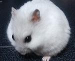 ぱこさん